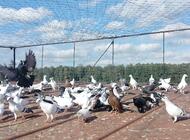 Grajewo ogłoszenia: Sprzedam gołębie 