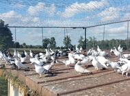 Grajewo ogłoszenia: Sprzedam gołębie 