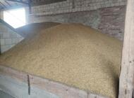 Grajewo ogłoszenia: Sprzedam pszenżyto ozime, ilość około 70 ton. Cena 85 zł za... - zdjęcie