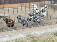 Grajewo ogłoszenia: 