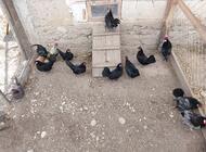 Grajewo ogłoszenia: Sprzedam kury ozdobne rasy bantamki posiadam 8 kur i 4 koguty cena... - zdjęcie