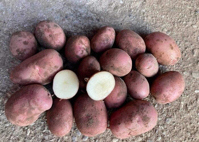 Grajewo ogłoszenia: Sprzedam ziemniaki Ricardo
Bardzo smaczne , pakowane w woreczkach...