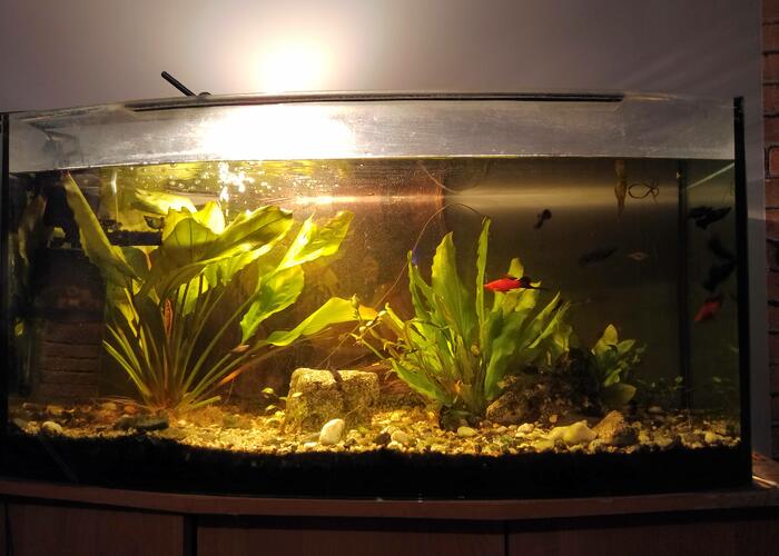 Grajewo ogłoszenia: Sprzedam kompletne akwarium 170l.panoramiczne 30 rybek rośliny...