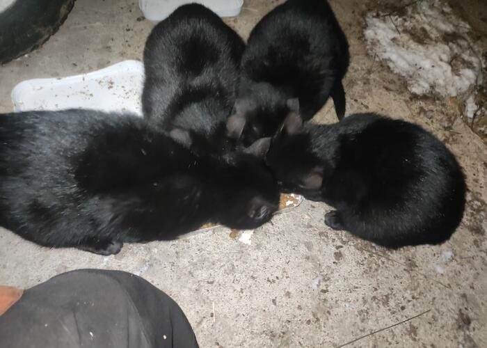 Grajewo ogłoszenia: Witam, oddam 3 kotki. maja ok 3 miesięcy. Czarne Diabełki....