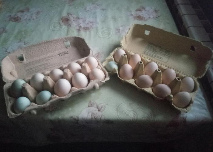 Grajewo ogłoszenia: Sprzedam jajka kur ozdobnych takich jak bantmanki,kochiny karełki...