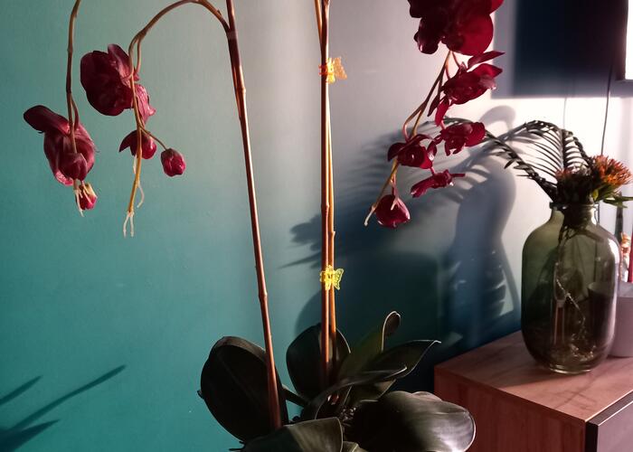 Grajewo ogłoszenia: przedam sztucznego storczyka, kwiat jest wysoki 85 cm razem z...