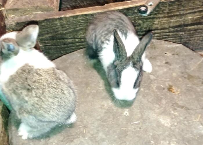 Grajewo ogłoszenia: Sprzedam młode króliki  olbrzym belgijski