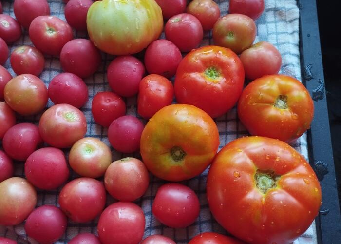 Grajewo ogłoszenia: Sprzedam pomidory malinowe, od średnich do dużych. Nie były...