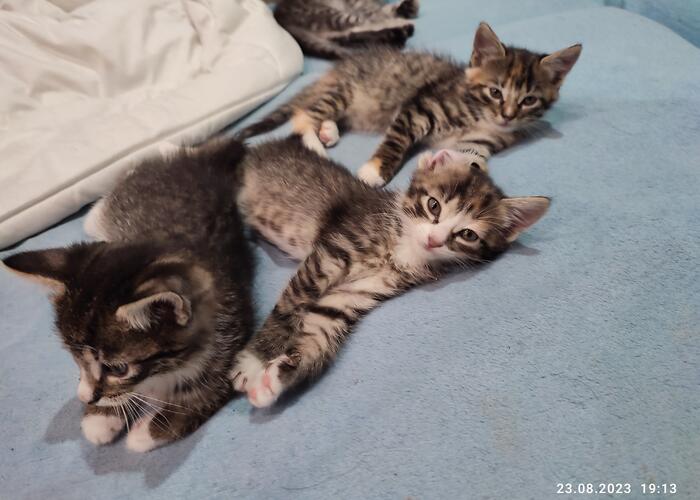 Grajewo ogłoszenia: Oddam 4 koty. 2 samice i 2 samce. Mają około 2 miesięcy, same...