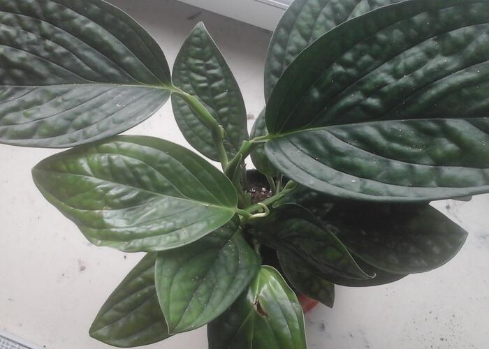 Grajewo ogłoszenia: Monstera Karstenianum, młode sadzonki. Zdjęcie większej rośliny.