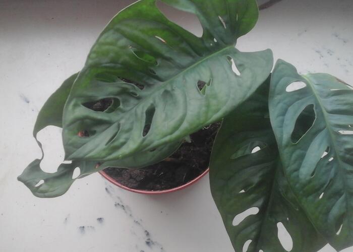 Grajewo ogłoszenia: Sadzonki kwiatów Monstery, Caladium, sukulentów, inne. Monstera...