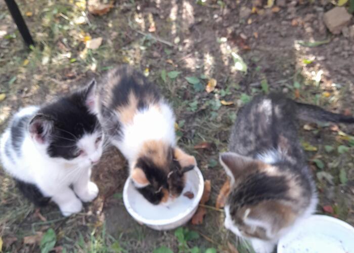 Grajewo ogłoszenia: Dwie młode kotki i dwa koty szukają schronienia...
ciepłego...