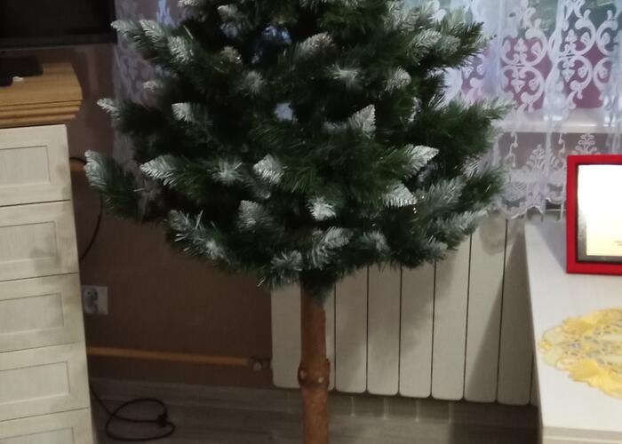 Grajewo ogłoszenia: Sprzedam choinkę na pniu wysokość 180 cm. Choinka w idealnym...