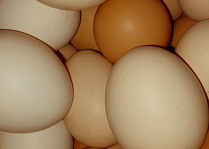 Grajewo ogłoszenia: Witam sprzedam jajka wiejskie ekologiczne polecam