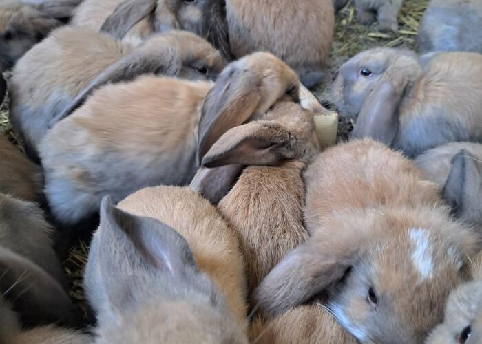 Grajewo ogłoszenia: Sprzedam młode króliki około 1,5-2 miesięczne czystej rasy...
