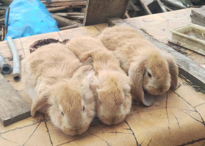 Grajewo ogłoszenia: Witam sprzedam króliki miesięczne rasa baran francuski...