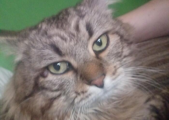 Grajewo ogłoszenia: Zaginol kot perski w Szczuczynie proszę o kontakt 507846996 duży...