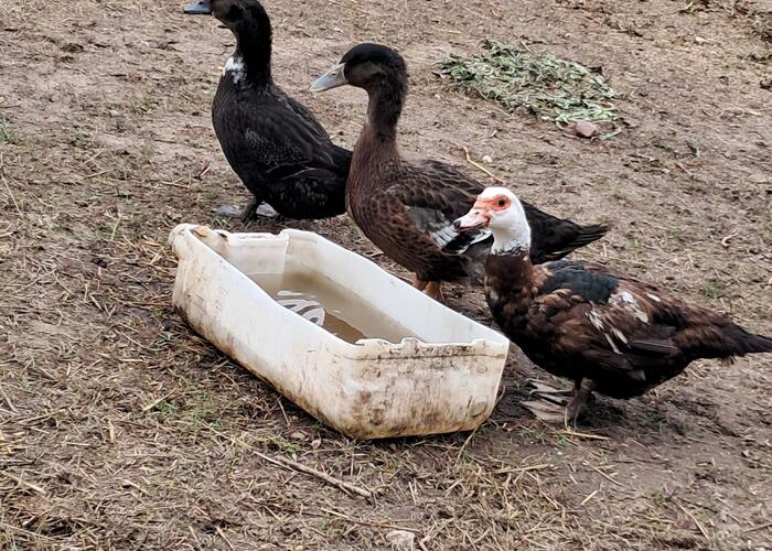 Grajewo ogłoszenia: Sprzedam 3 sztuki kaczek młodych cena za 3 sztuki