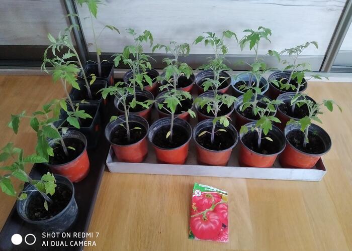Grajewo ogłoszenia: Sprzedam sadzonki pomidorów większość to odmiana marmande 3 szt...