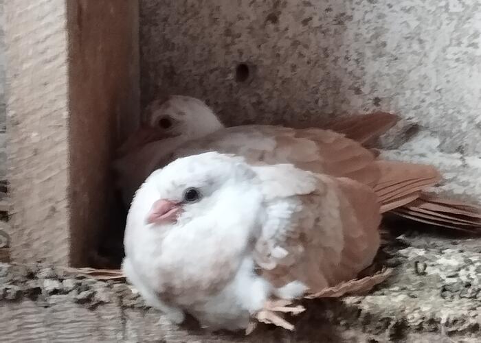 Grajewo ogłoszenia: Witam sprzedam wydymki młode 3 żółte ,2 czerwone