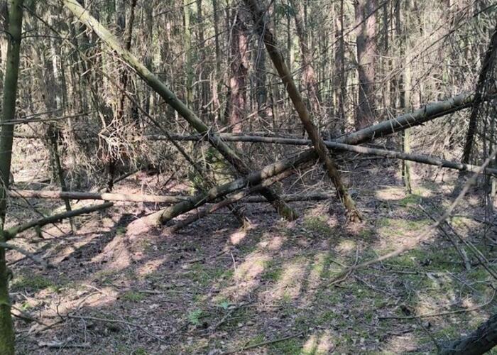 Grajewo ogłoszenia: Oddam wiatrołomy, suche itp.  za uprzątnięcie lasu ( okolice...