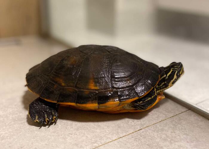 Grajewo ogłoszenia: Oddam żółwia w dobre ręce. Żółw wodno-lądowy, ma około 2 lat.
