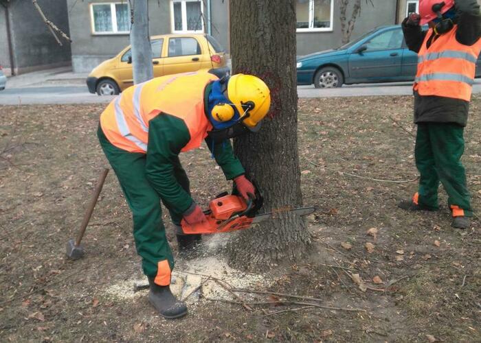 Grajewo ogłoszenia: Profesjonalna Wycinka Drzew i Usługi Ogrodnicze. Całe...