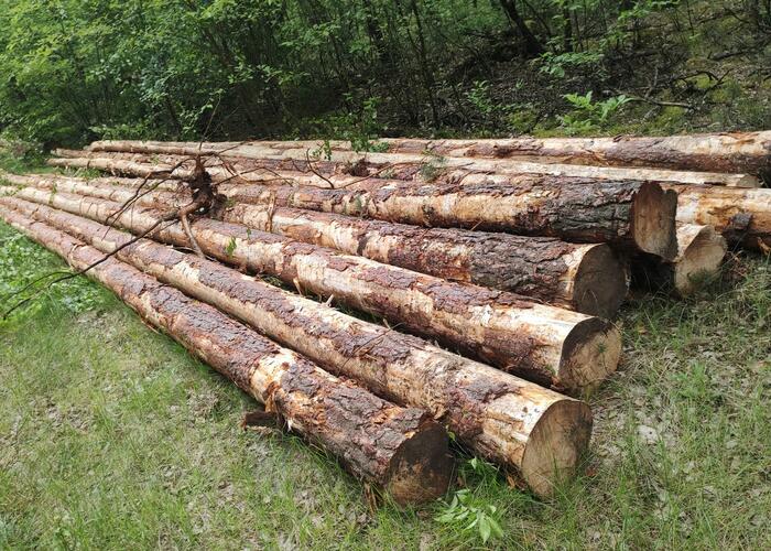 Grajewo ogłoszenia: Sprzedam dłużyce, 30 szt. sosna, 2 szt. świerk. Razem 17 m3...