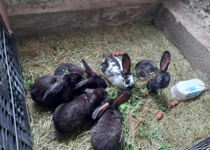 Grajewo ogłoszenia: Mam na spszedasz królików 11 sztuk z jednego gniazda które mają...