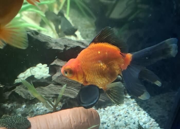 Grajewo ogłoszenia: Witam pilnie Sprzedam welony 6 szt cena 20 zł za sztukę cena do...