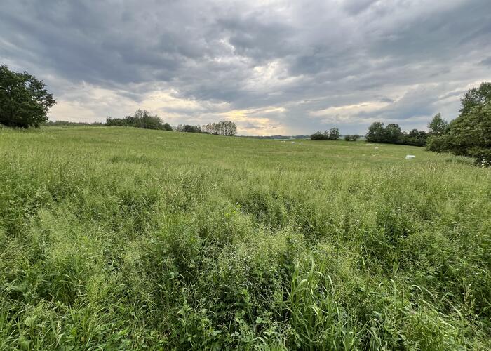 Grajewo ogłoszenia: Typ oferty: działka rolna na sprzedaż
Obręb Glinki-Borki gm....