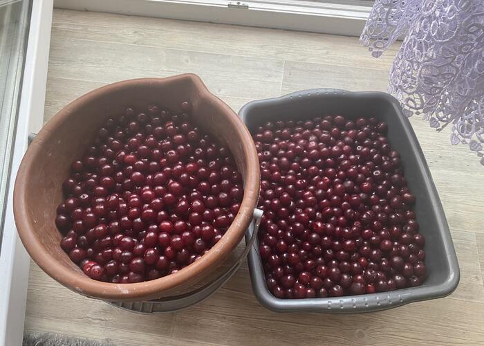 Grajewo ogłoszenia: Sprzedam wiśnie zerwane prosto z sadu świeże . 
Cena za 1 kg 10...