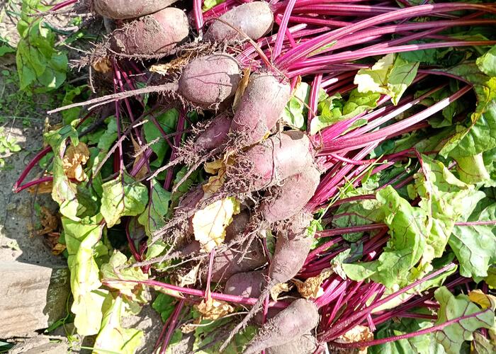 Grajewo ogłoszenia: Sprzedam buraki ekologiczne cena 6 zł za kg