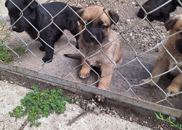 Grajewo ogłoszenia: Oddam 6 szt. piesków do adopcji. Mają 6 tygodni. Nie będą...