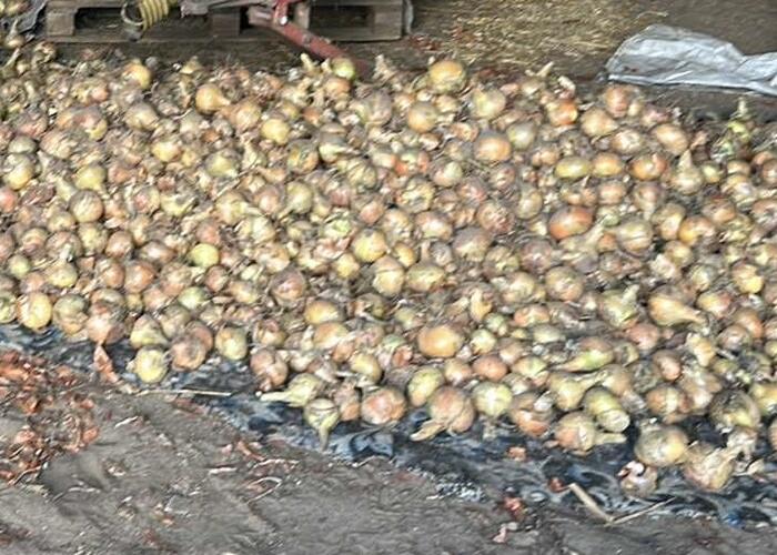Grajewo ogłoszenia: Sprzedam cebulę odmiana Wolska ekologiczna cena za kg