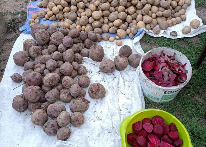 Grajewo ogłoszenia: Sprzedam 
Ziemniaki 10 kg-10 zł
Buraki czerwone 1 kg -3 zł...