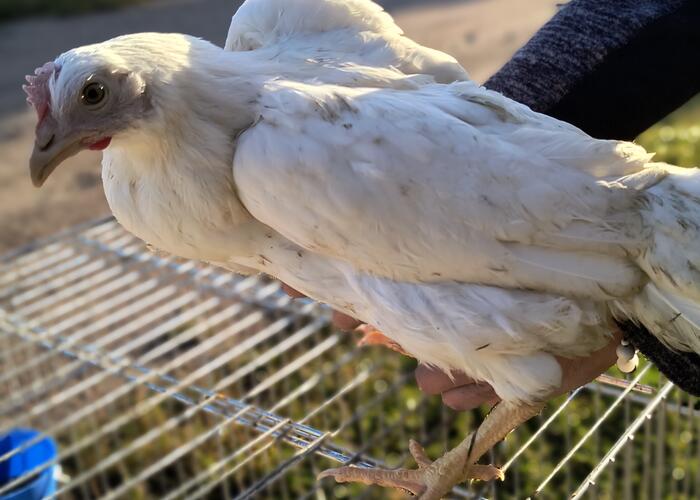Grajewo ogłoszenia: Posiadam na sprzedaż młode kury leghorn, Rossa,kolor itp. w razie...