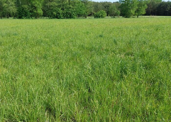 Grajewo ogłoszenia: Witam mam do sprzedania działkę rolno 3000 m położono Cichej i...