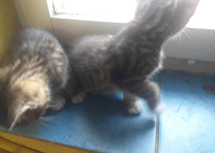 Grajewo ogłoszenia: Garfield Czip i Dejl szukają domu .korzystają  z kuwety są...