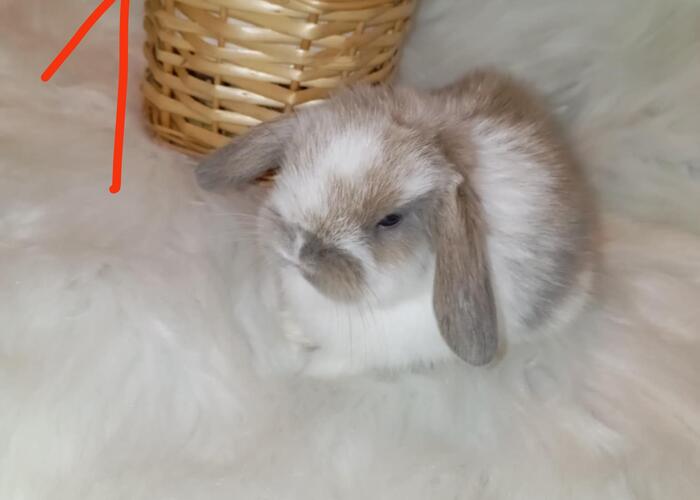 Grajewo ogłoszenia: Witam ,posiadam króliczki Mini lop , dwumiesięczne brązowa...