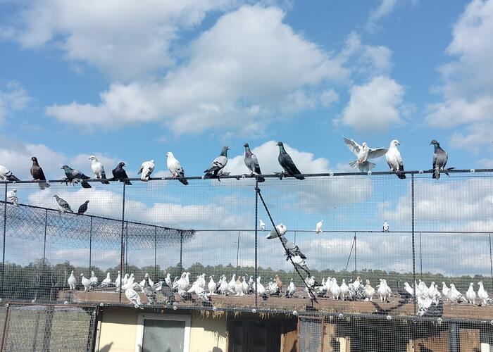 Grajewo ogłoszenia: Sprzedam gołębie 