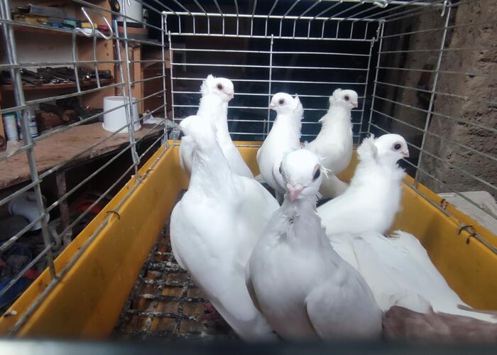 Grajewo ogłoszenia: Sprzedam gołębie widoczne na zdjęciach lub zamienię na ładne...