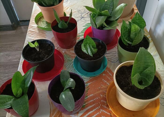 Grajewo ogłoszenia: Powitać sprzedam kwiaty
Zapraszam
- tel. 794 120 435
Cena od 8...