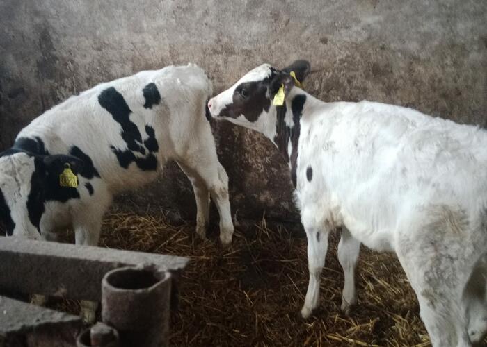 Grajewo ogłoszenia: Sprzedam cielaki miesięczne byka i jałówke hf;
po szczegóły...