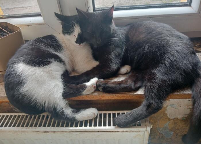 Grajewo ogłoszenia: zaginęły dwa małe kotki jeśli je znajdziesz! Proszę o pilny...