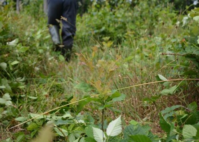 Grajewo ogłoszenia: Poszukuję pracowników do pielęgnacji upraw leśnych. Praca...