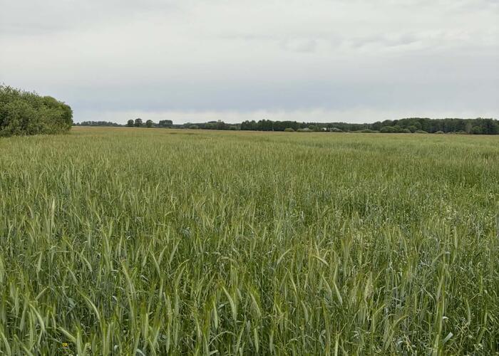 Grajewo ogłoszenia: Sprzedam trawę z 17 ha (3 kawałki). Trawa nowo zasiana, gęsta i...