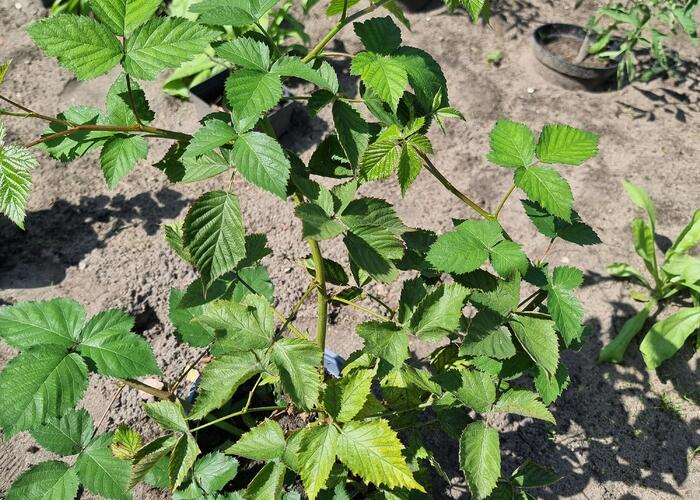 Grajewo ogłoszenia: Sprzedam zdrowe, dwuletnie sadzonki jezyny bezkolcowej