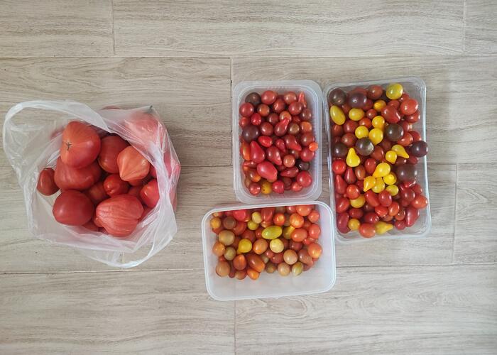 Grajewo ogłoszenia: Sprzedam ponad 2 kg pomidorków koktajlowych, różne odmiany, cena...