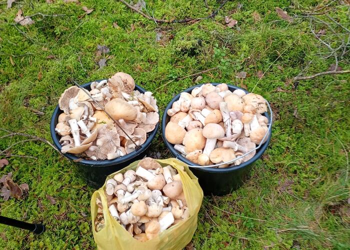 Grajewo ogłoszenia: Sprzedam  grzyby kołpaki zbierane na zamówienie czyste przebrane...